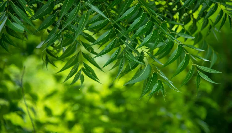 how to reduce breast fat,natural remedies for breast fat,exercises to lose breast fat,ways to reduce breast size naturally,breast fat and health risks,home remedies for breast fat,diet to reduce breast fat,breast fat reduction tips,how to lose fat from breasts,natural breast reduction methods