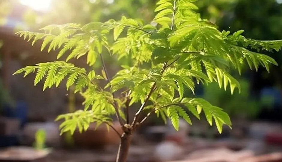 6 DIY Ways To Use Neem for Skin and Hair