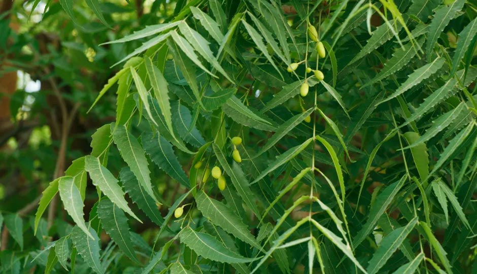 11 Amazing Benefits of Neem for Skin and Hair