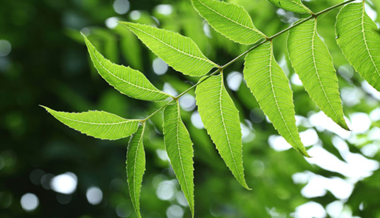 beauty benefits of neem,neem,beauty tips,skin care tips