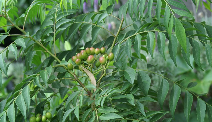 neem,ayurvedic use,Health tips,healthy living,uses of neem,neem benefits