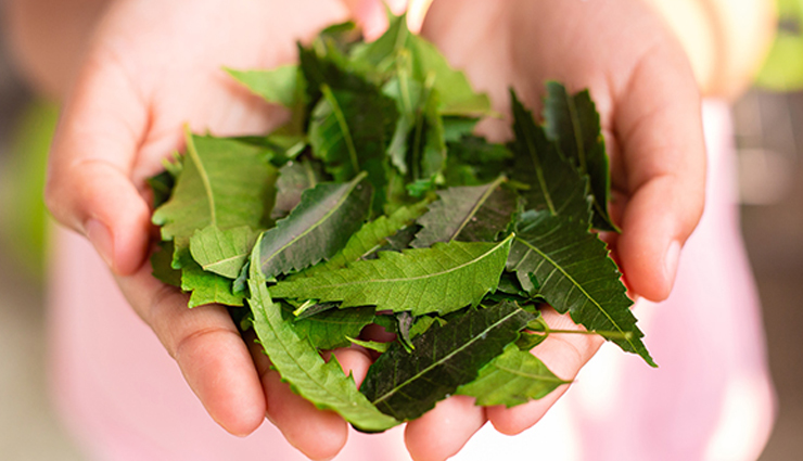 neem leaves,azadirachta indica,health benefits of neem,neem for immunity,neem for skin,neem for liver health,neem as a natural remedy,traditional medicine,ayurvedic benefits,neem tea,neem oil,neem paste