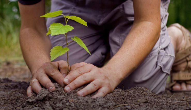 नीम का पेड़ लाएगा जीवन में खुशियां, जानें कैसे