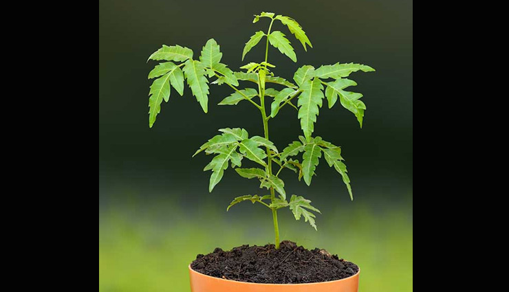 right direction to keep plants in house for growth and prosperity,vastu tips to keep plants in house,plants for growth,astrology tips