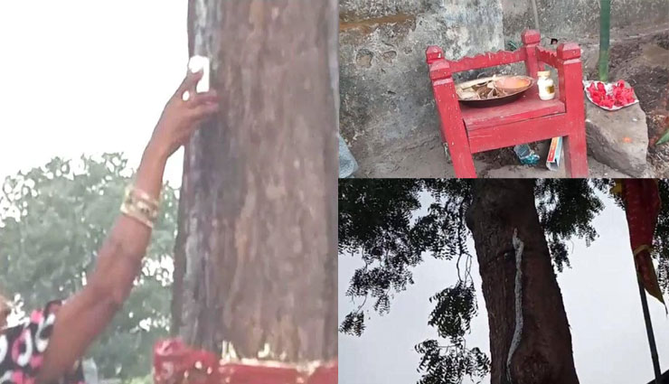 अचानक लोग करने लगे इस नीम के पेड़ की पूजा, हुआ ये चमत्कार
