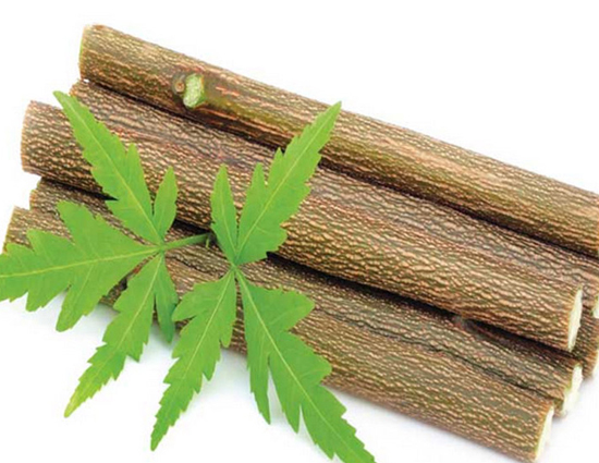 Benefits of Chewing Neem Twigs