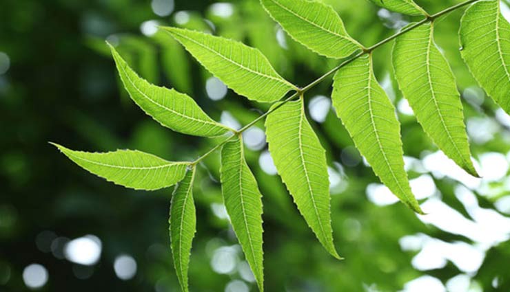 6 Reasons Why Consuming Neem is Healthy During Summer