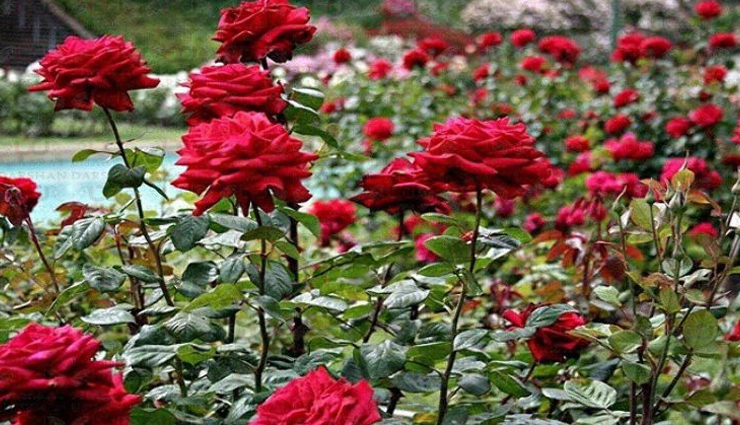 लुधियाना आएं तो इन जगहों पर जरूर जाएं, रखती हैं ऐतिहासिक और धार्मिक महत्व ludhiana tourist places,best places to visit in ludhiana,ludhiana sightseeing spots,historical landmarks in ludhiana,famous tourist spots in ludhiana,popular tourist attractions in punjab,cultural heritage sites in ludhiana,ludhiana city tour,must-see places in ludhiana,ludhiana travel guide,ludhiana points of interest,top attractions in ludhiana,ludhiana tourism spots,ludhiana city sightseeing,ludhiana travel destinations,ludhiana historical sites,ludhiana cultural landmarks,ludhiana famous monuments,ludhiana tourist hotspots,ludhiana vacation spots