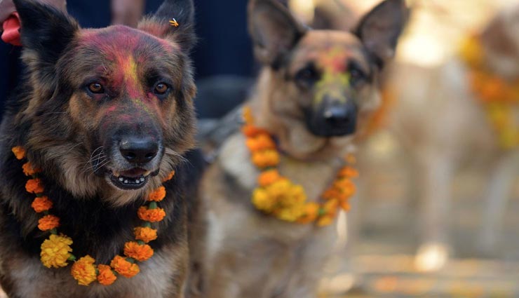 weird news,weird information,tihar celebration,diwali celebration in nepal,worship of dogs ,अनोखी खबर, अनोखी जानकारी, नेपाल में दिवाली का त्यौंहार, तिहार सेलेब्रेशन, कुत्तों की पूजा 