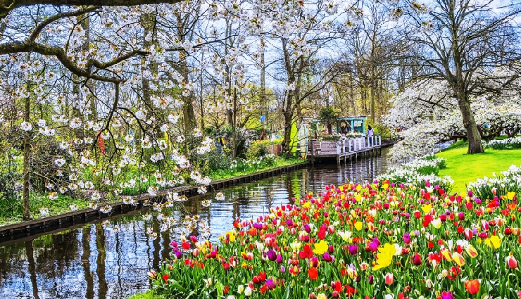 spring destinations around the world,international spring travel spots,japan cherry blossoms spring,netherlands tulip fields spring,washington d.c. cherry blossom festival,south korea spring blossom festival,switzerland springtime beauty,best places to visit in spring,spring travel experiences worldwide,top spring destinations for nature lovers