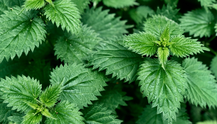 kitchen herbs list,kitchen herbs plants,kitchen herbs india,kitchen herb seeds,kitchen herbs and their uses,kitchen herbs and spices,kitchen herbs and spices list,Health,heallth benefits