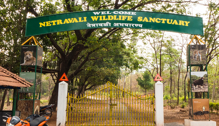 jungle,jungle adventure,jungle safari