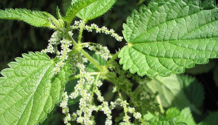 herbs for hair growth,natural remedies for hair loss,promote hair growth naturally,herbal treatments for hair loss,ayurvedic herbs for hair growth,essential oils for hair growth,natural supplements for hair growth,holistic remedies for hair loss,natural ingredients for hair growth,herbal hair care products