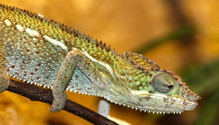 weird information,interesting facts,unique creatures,creatures with colorful blood