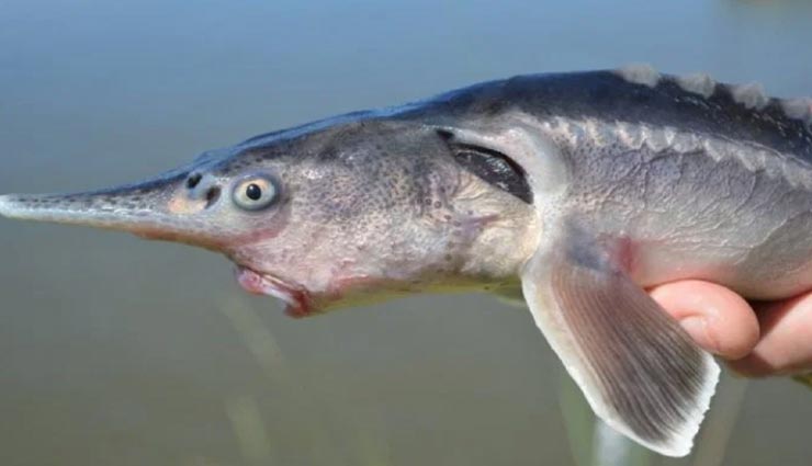 weird news,weird fish,new species of fish,sturdlefish,scientists mistake