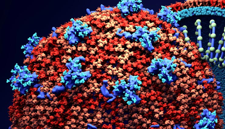 coronavirus,coronavirus new version,study,health news