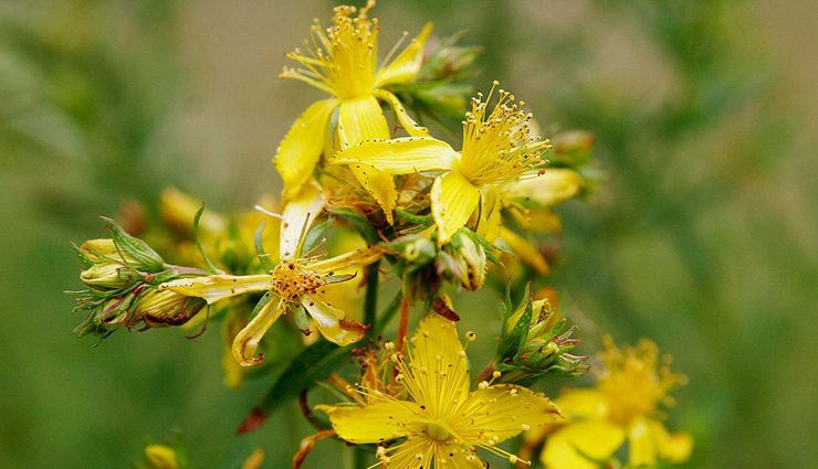 nicotine addiction,home remedies for nicotine addiction,home remedies,Health tips