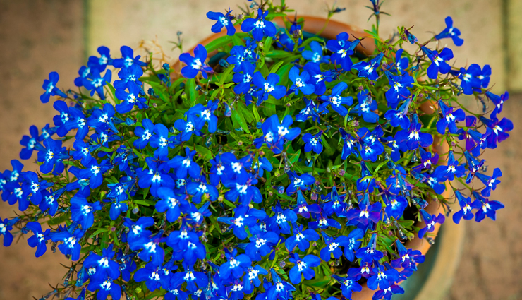 nicotine addiction,home remedies for nicotine addiction,home remedies,Health tips