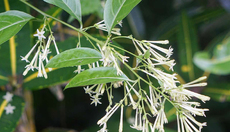 home remedies for fever,natural fever treatment,garlic for fever,turmeric for fever,basil for fever,clove oil fever remedy,honey for fever,raisins for fever,carom seeds for fever,ginger for fever,apple cider vinegar fever treatment,cinnamon for fever,black pepper for fever,night jasmine for fever,peppermint for fever,sandalwood for fever,green tea for fever