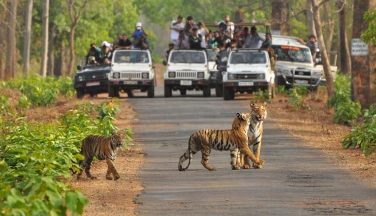 5 best upcoming night safari in india,greater noida night safari,gorewada zoo night safari,night safari in pench national park,night safari in ranthambore national park,night safari in kanha national park