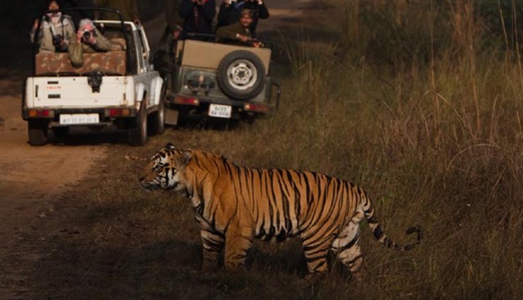 5 best upcoming night safari in india,greater noida night safari,gorewada zoo night safari,night safari in pench national park,night safari in ranthambore national park,night safari in kanha national park