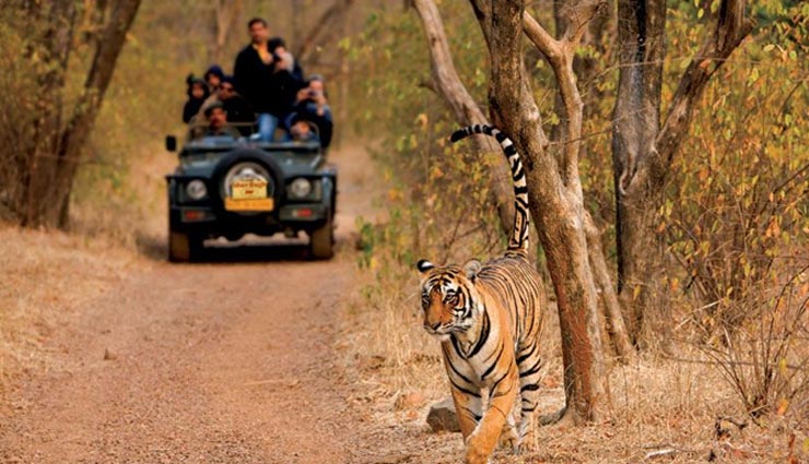 5 best upcoming night safari in india,greater noida night safari,gorewada zoo night safari,night safari in pench national park,night safari in ranthambore national park,night safari in kanha national park