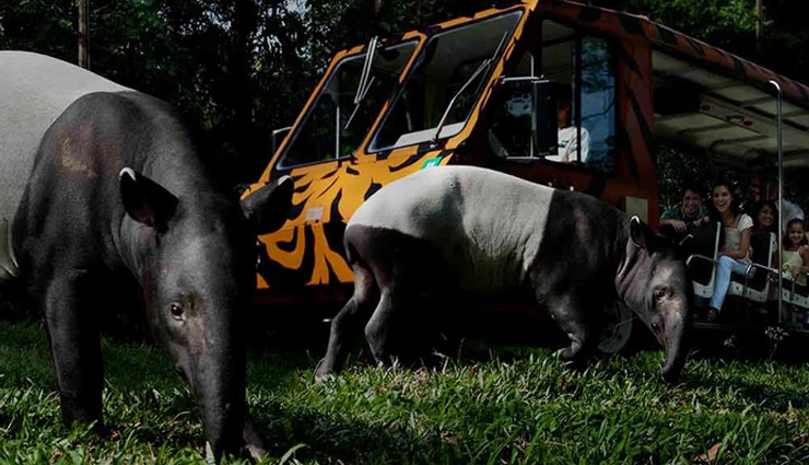 singapore activities for adults,exciting pursuits in singapore,adventure in singapore for adults,clarke quay nightlife experience,gardens by the bay attractions,sentosa island adventures,singapore night safari tour,mega adventure park activities,flight experience in singapore,thrilling experiences in singapore