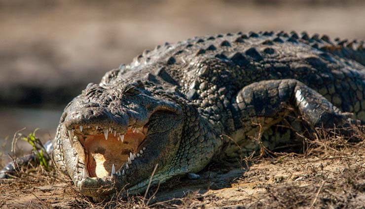 nita ambani,viral photo nita ambani,karishma kapoor,Kareena Kapoor,weird story,weird news