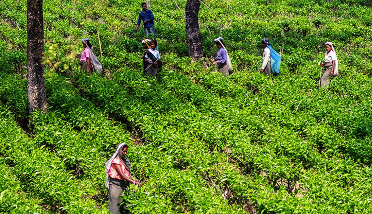 tea gardens of india,tea gardens,india tea gardens,darjeeling,assam,munnar,nilgiri tea plantations,tamil nadu,darang tea estate,himachal pradesh,kelagur tea estate,karnataka,travel,travel guide,travel tips,holidays