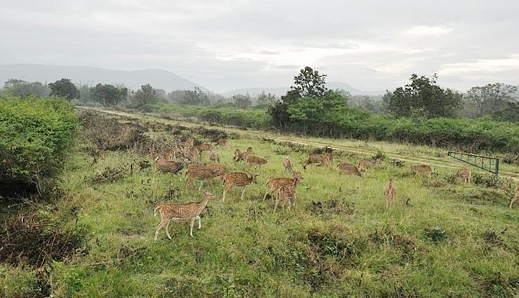 you must visit these 5 forests if you love nature