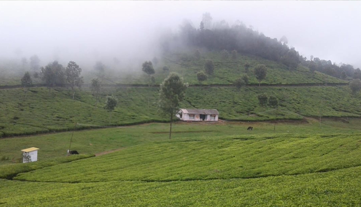 spring hill stations india,kashmir spring blooms,munnar spring weather,shillong rhododendrons spring,coorg coffee blossoms spring,ooty botanical gardens spring,darjeeling himalayan spring,india spring travel destinations,best hill stations in spring,springtime beauty in indian hill stations