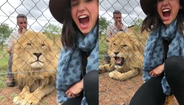 जंगल में सफारी के दौरान शेर का शिकार होने से बची ये एक्ट्रेस, देखे वीडियो