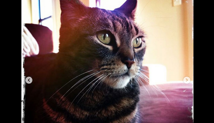 nina dobrev,nina dobrev pet pics,nina dobrev cat pics