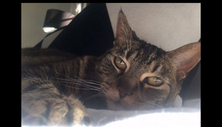 nina dobrev,nina dobrev pet pics,nina dobrev cat pics