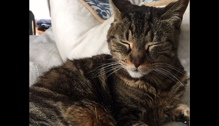 nina dobrev,nina dobrev pet pics,nina dobrev cat pics