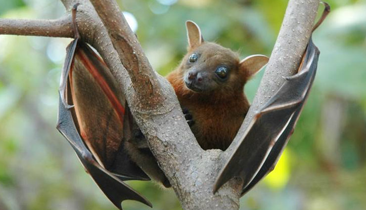 केरल में निपाह वायरस का कहर, जानें- बीमारी के क्‍या हैं लक्षण