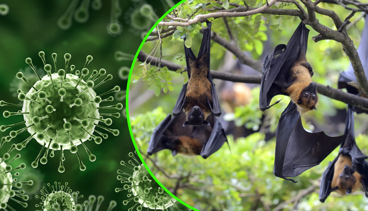Nipah Virus Outbreak in Kerala- Know What it is and Its Early Signs