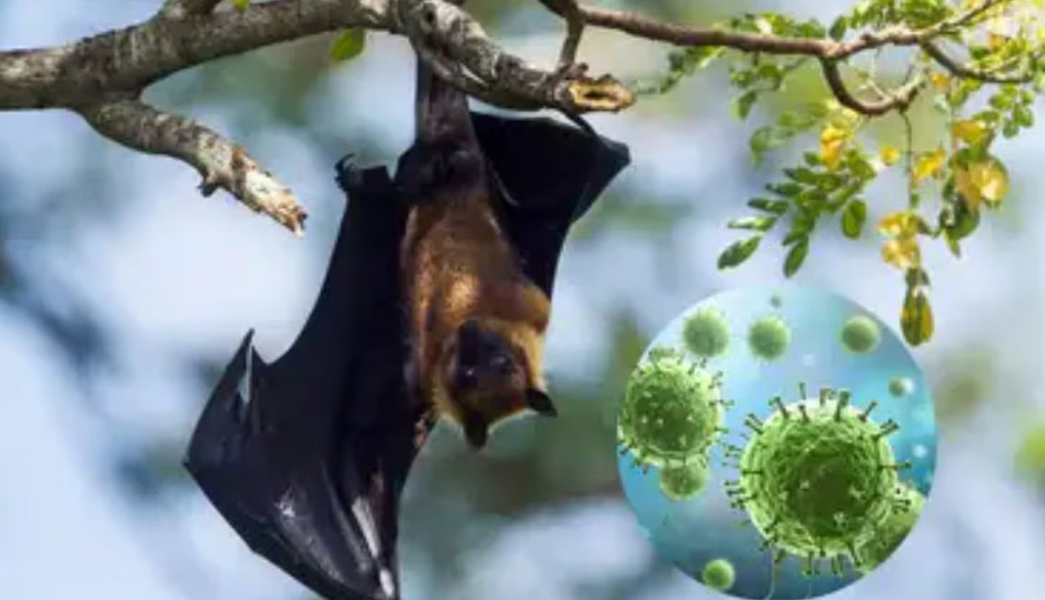 Nipah Virus- Foods You Must Avoid Eating Right Now