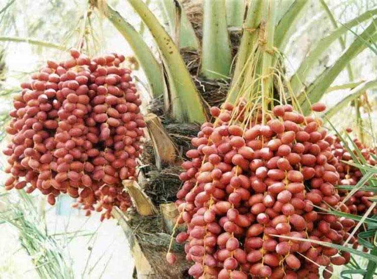 सावधान! केरल में NiPah वायरस से 3 की मौत, अब तक इससे जुड़ी कोई वैक्सीन नहीं nipah virus,kerala