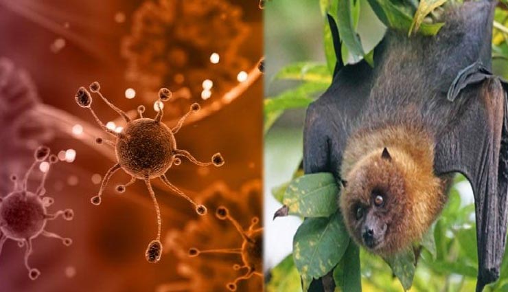 nipah virus,kerala,nipah virus symptoms,nipah virus treatment