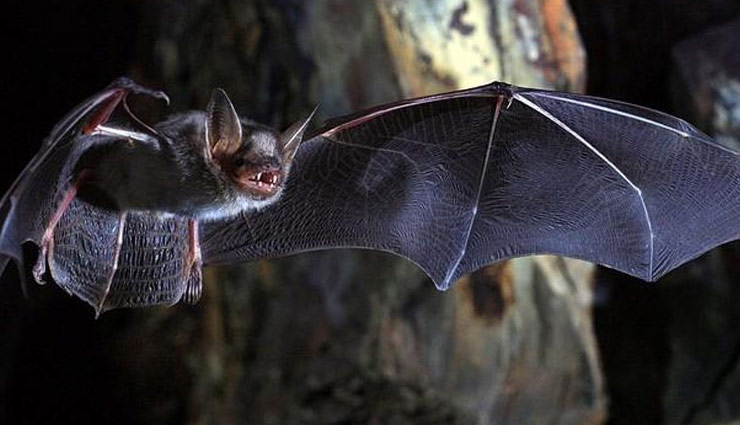 बड़ा खुलासा : फलों से नहीं बल्कि इस वजह से फैल रहा है निपाह वायरस