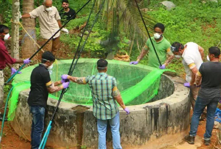 nipah virus,kerala,nipah virus symptoms,nipah virus treatment