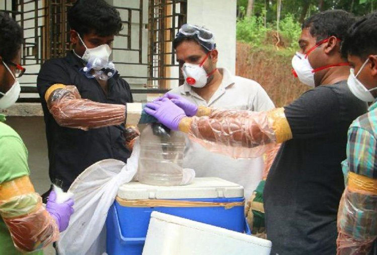 nipah virus,kerala,nipah virus symptoms,nipah virus treatment