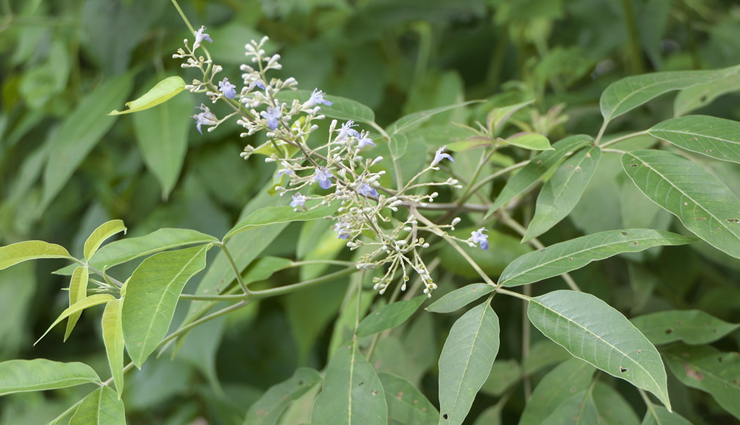 ayurvedic home remedies to reduce arthritis pain,Health,healthy living