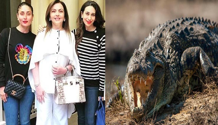 नीता अंबानी का करोड़ों का बैग, बना है क्रोकोडाइल की खाल से, जानें मगरमच्छ से जुड़े कुछ रोचक तथ्य