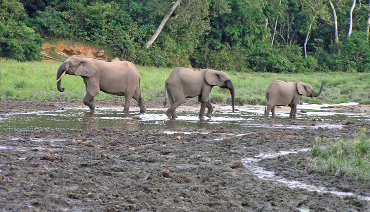 cameroon,national parks visit in cameroon,cameroon tourist places,waza national park,lobeke national park,korup national park,benoue national park,dja faunal reserve,nki national park,faro national park,bouba njida national park,campo maan national park,holidays,travel