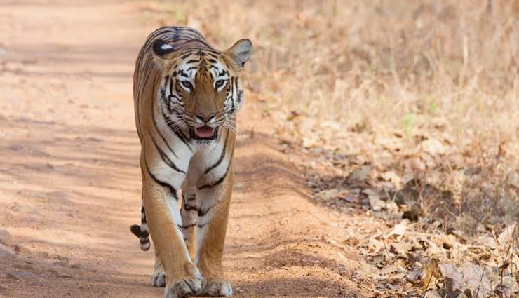 5 State in India With NO Tiger Presence Anymore
