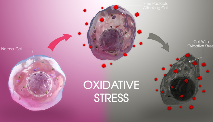 nopal cactus,health benefits of nopal cactus,Health tips,fitness tips