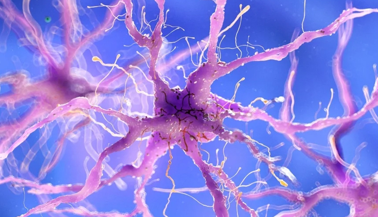 nopal cactus,health benefits of nopal cactus,Health tips,fitness tips