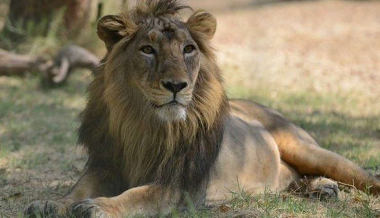 species of nocturnal animals,nocturnal animals found in india,animals in india,india